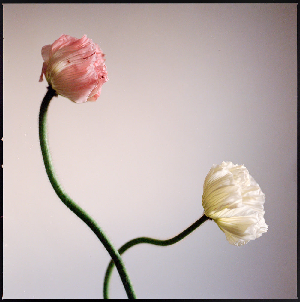 PINK & WHITE POPPIES