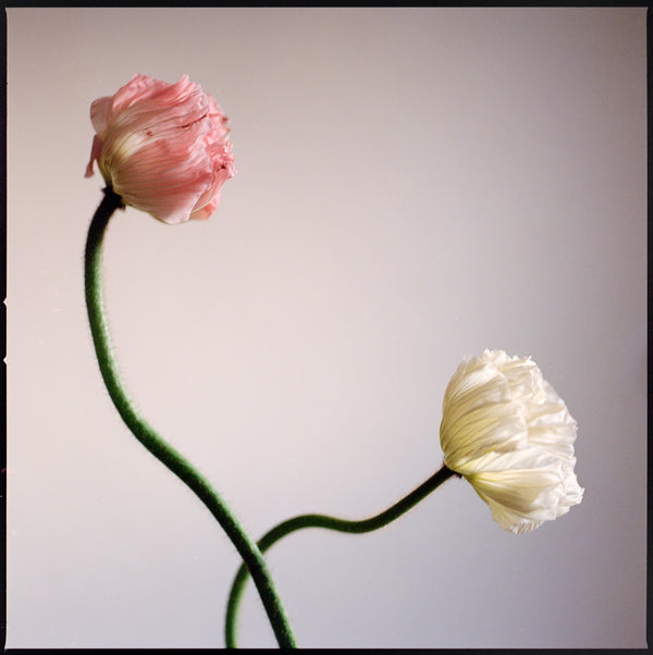 PINK & WHITE POPPIES